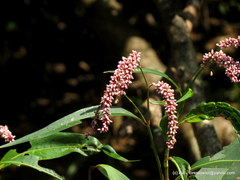 Persicaria glabra