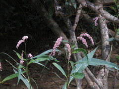 Persicaria glabra