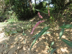 Persicaria glabra
