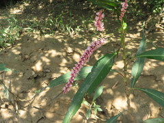 Persicaria glabra