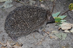 Erinaceus europaeus