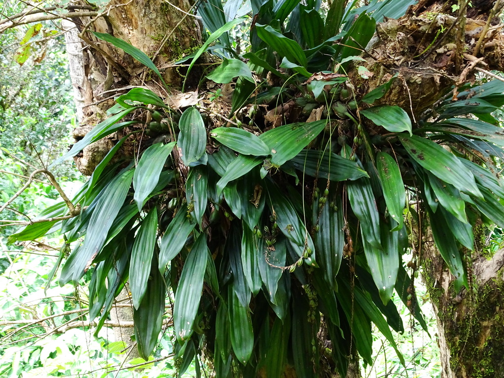 Coelogyne pallida