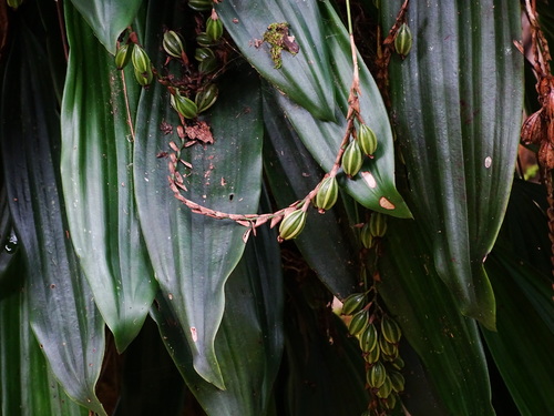 Image of Pholidota pallida by no rights reserved