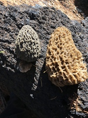 Morchella tomentosa