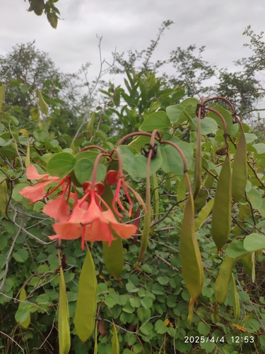 Bauhinia galpinii