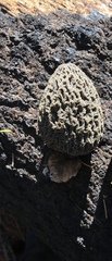 Morchella tomentosa