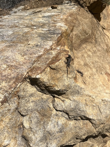 iNaturalist observation photo of Western Fence Lizard