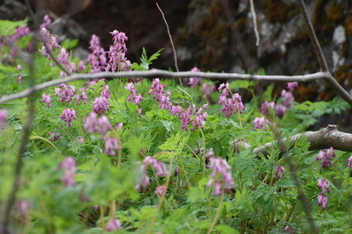 Dicentra eximia
