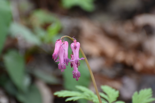 Dicentra eximia