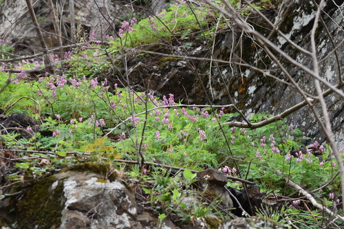 Dicentra eximia