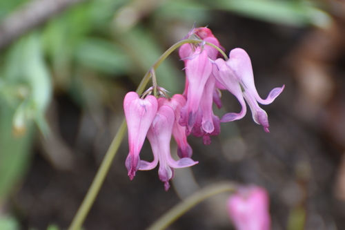 Dicentra eximia