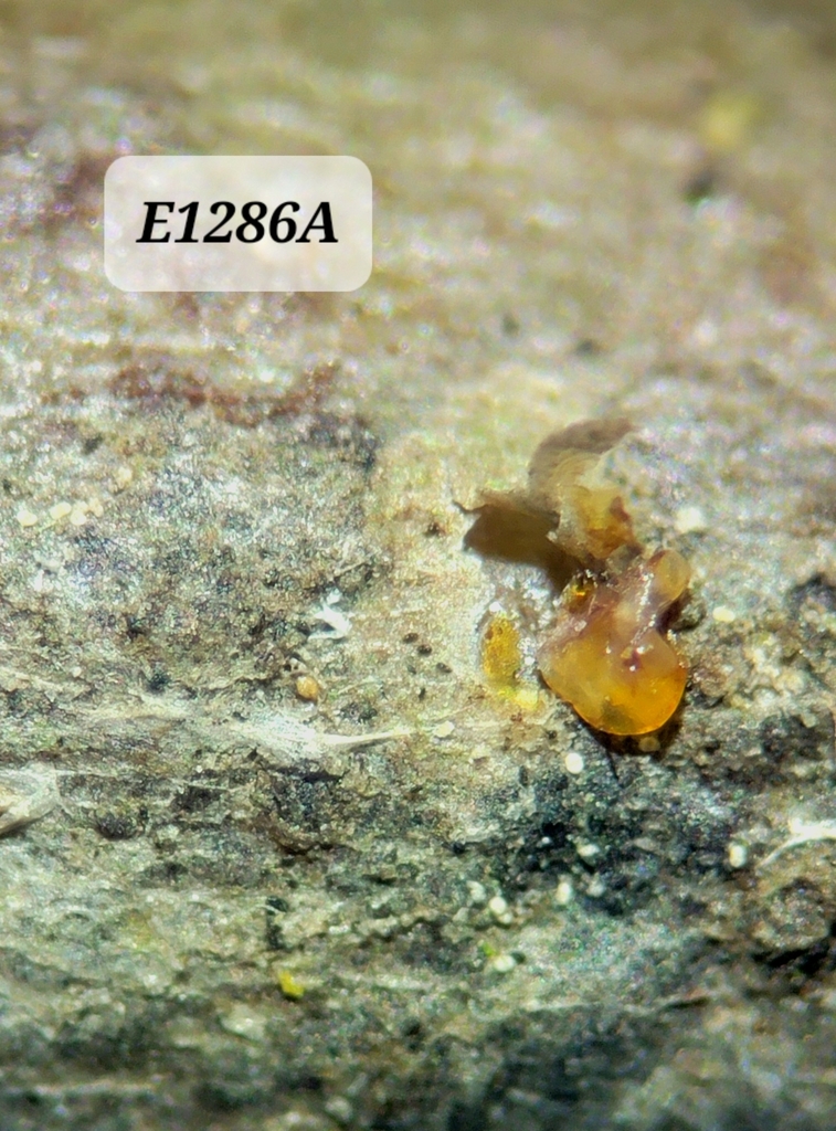 Diaspidiotus osborni