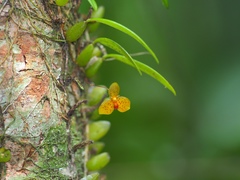 Bulbophyllum analamazoatrae image