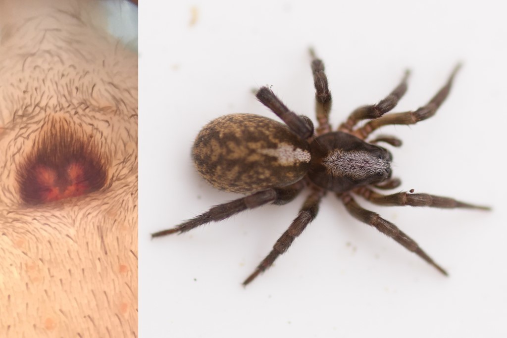 Arctosa lutetiana