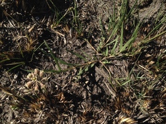 Cordylogyne globosa