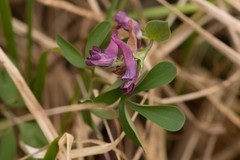 Corydalis intermedia