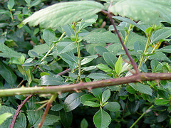 Rubus cissburiensis
