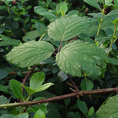 Rubus cissburiensis