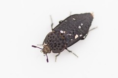 Thanatophilus rugosus