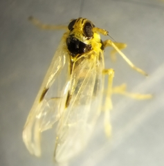 Laodelphax striatella