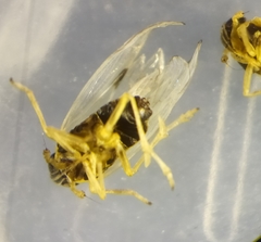 Laodelphax striatella