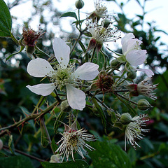 Rubus cissburiensis