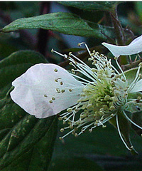 Rubus cissburiensis