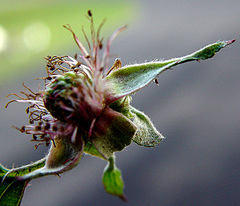 Rubus cissburiensis