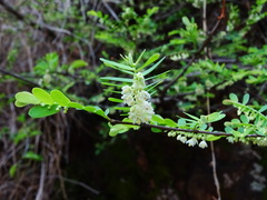 Phyllanthus polyphyllus