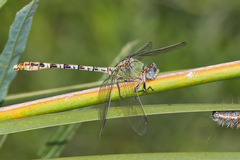 Erpetogomphus crotalinus