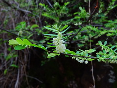Phyllanthus polyphyllus