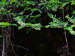 Phyllanthus polyphyllus