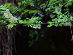 Phyllanthus polyphyllus