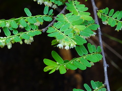Phyllanthus polyphyllus