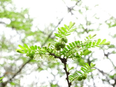 Phyllanthus polyphyllus