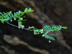 Phyllanthus polyphyllus