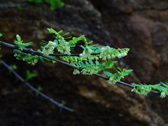 Phyllanthus polyphyllus