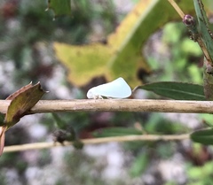 Flatormenis proxima
