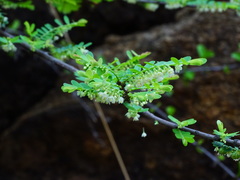 Phyllanthus polyphyllus