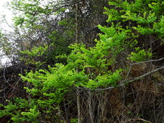 Phyllanthus polyphyllus