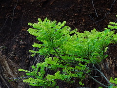 Phyllanthus polyphyllus
