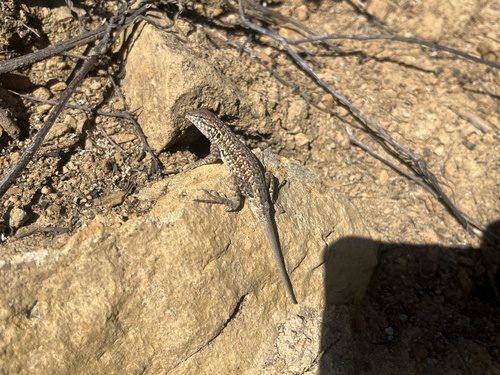 iNaturalist observation photo of Common Side-blotched Lizard