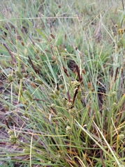 Carex extensa
