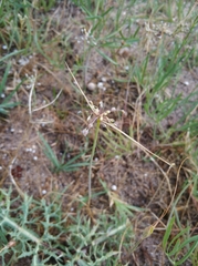 Allium flavum tauricum
