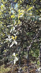 Pyrus elaeagrifolia