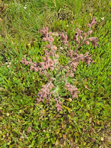 Image of Anchusa undulata by (c) David Pereira, some rights reserved (CC BY)
