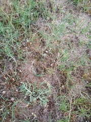 Allium flavum tauricum