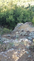 Seseli gummiferum