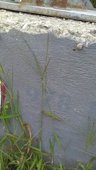 Echinops ritro ruthenicus