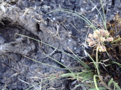 Cordylogyne globosa
